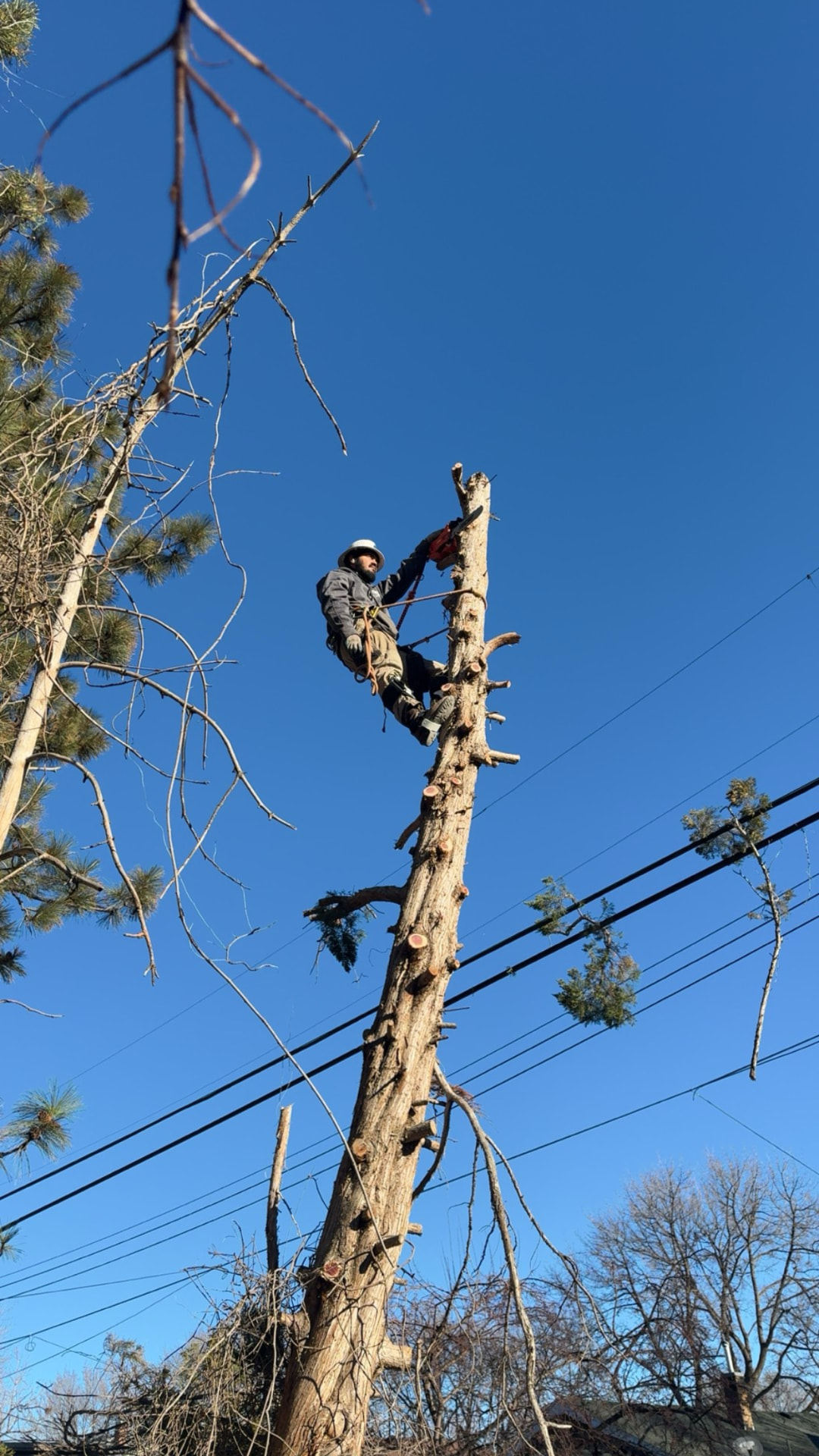 Arborist topping out a tall bare trunk against a blue Idaho sky
