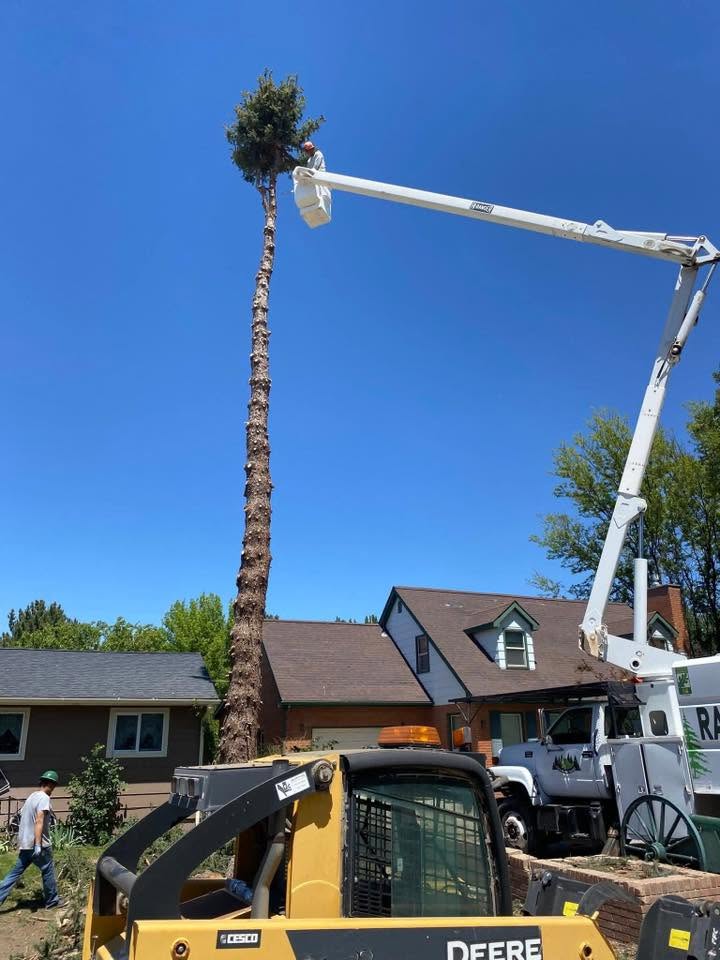 Bucket-lift trimming a tall tree above a residential home