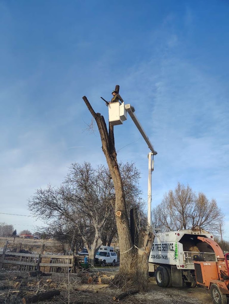 Bucket truck removing dead tree with chipper on-site