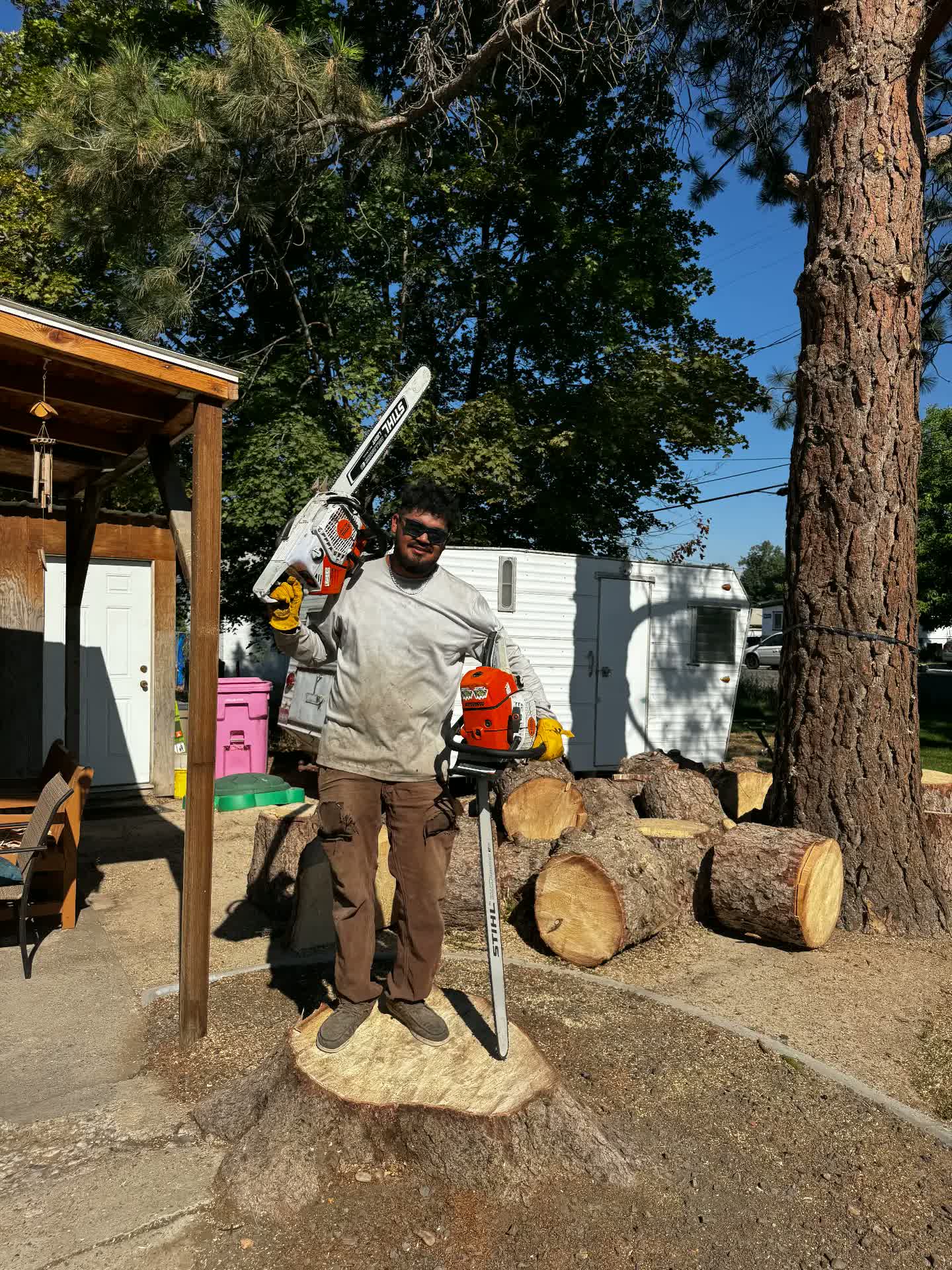 Crew member standing on a large stump holding two STIHL chainsaws